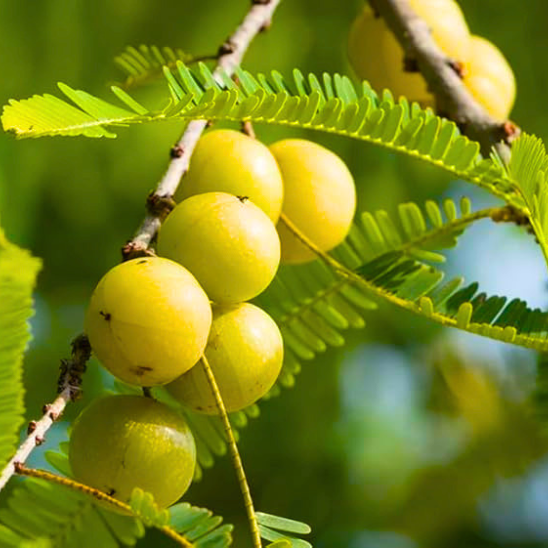Bharani Nakshatra Tree – Nelli Maram (Indian Gooseberry/Amla) Live Plant