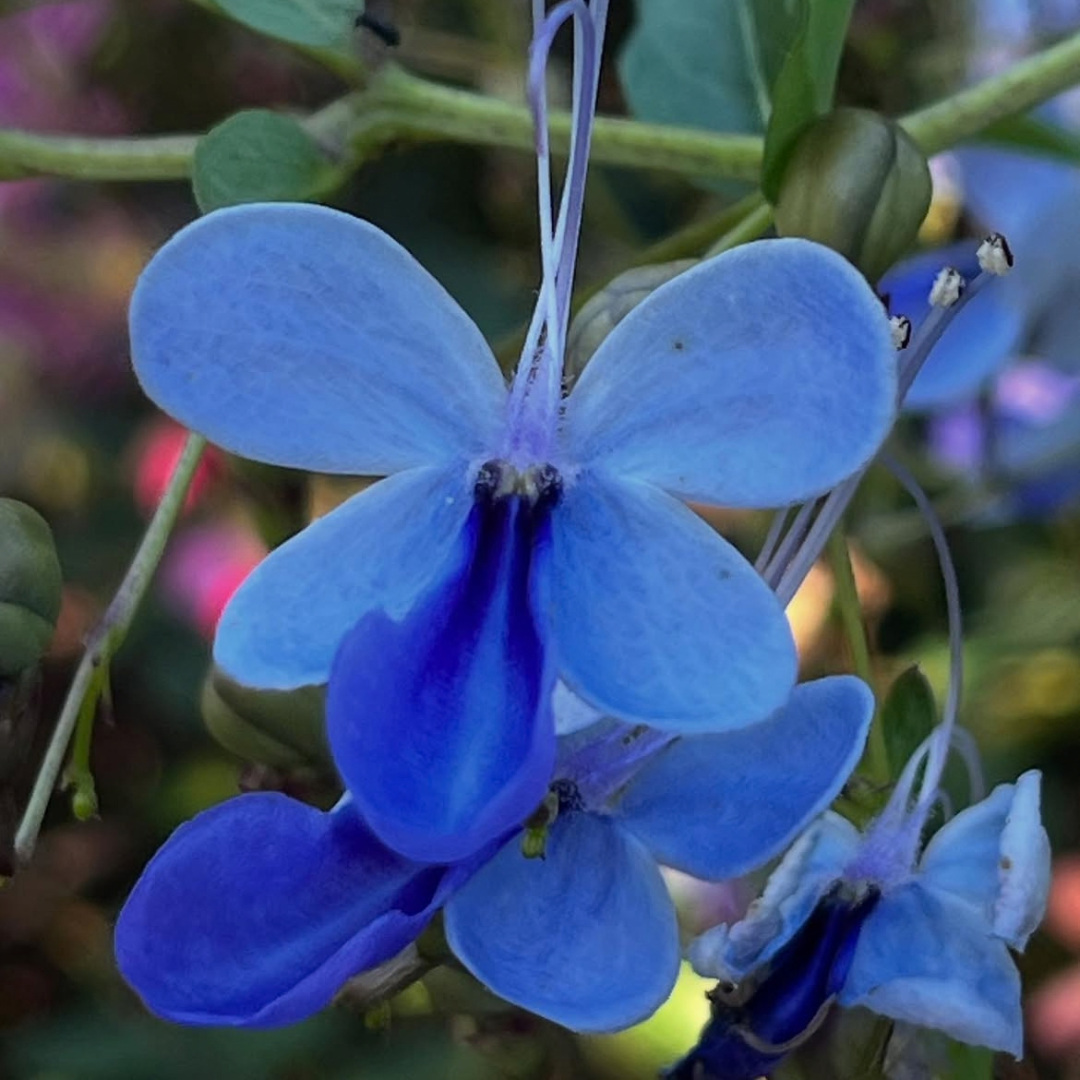 Blue Butterfly Bush (Rotheca myricoides) Live Flowering Plant
