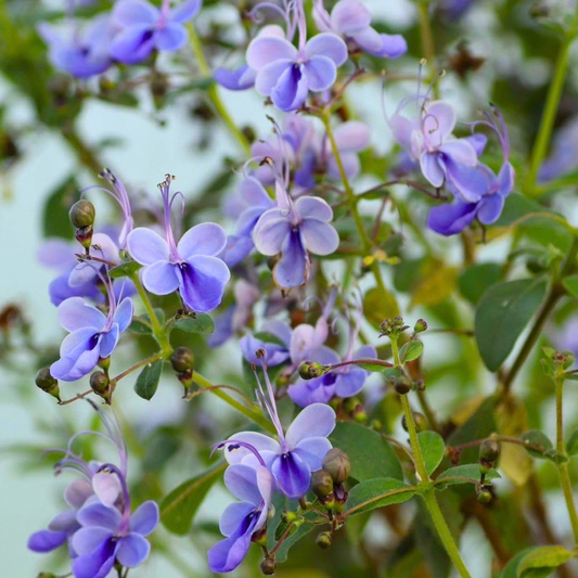 Blue Butterfly Bush (Rotheca myricoides) Live Flowering Plant