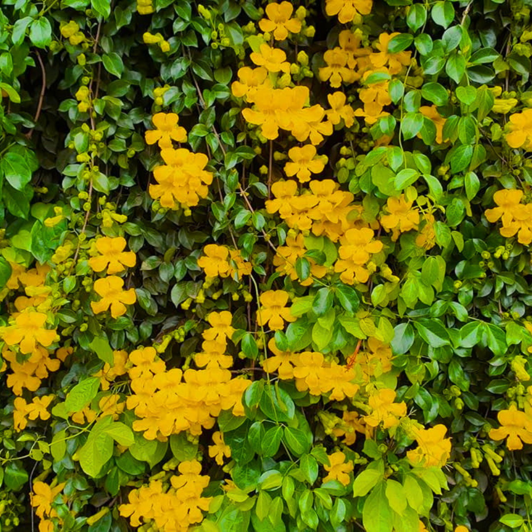 Cat’s Claw Climbing & Creeping Flowering Live Plant