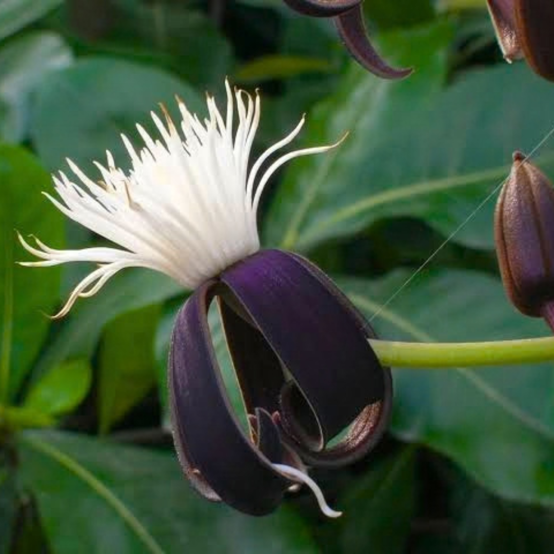 Clematis smilacifolia Live Flowering Plant