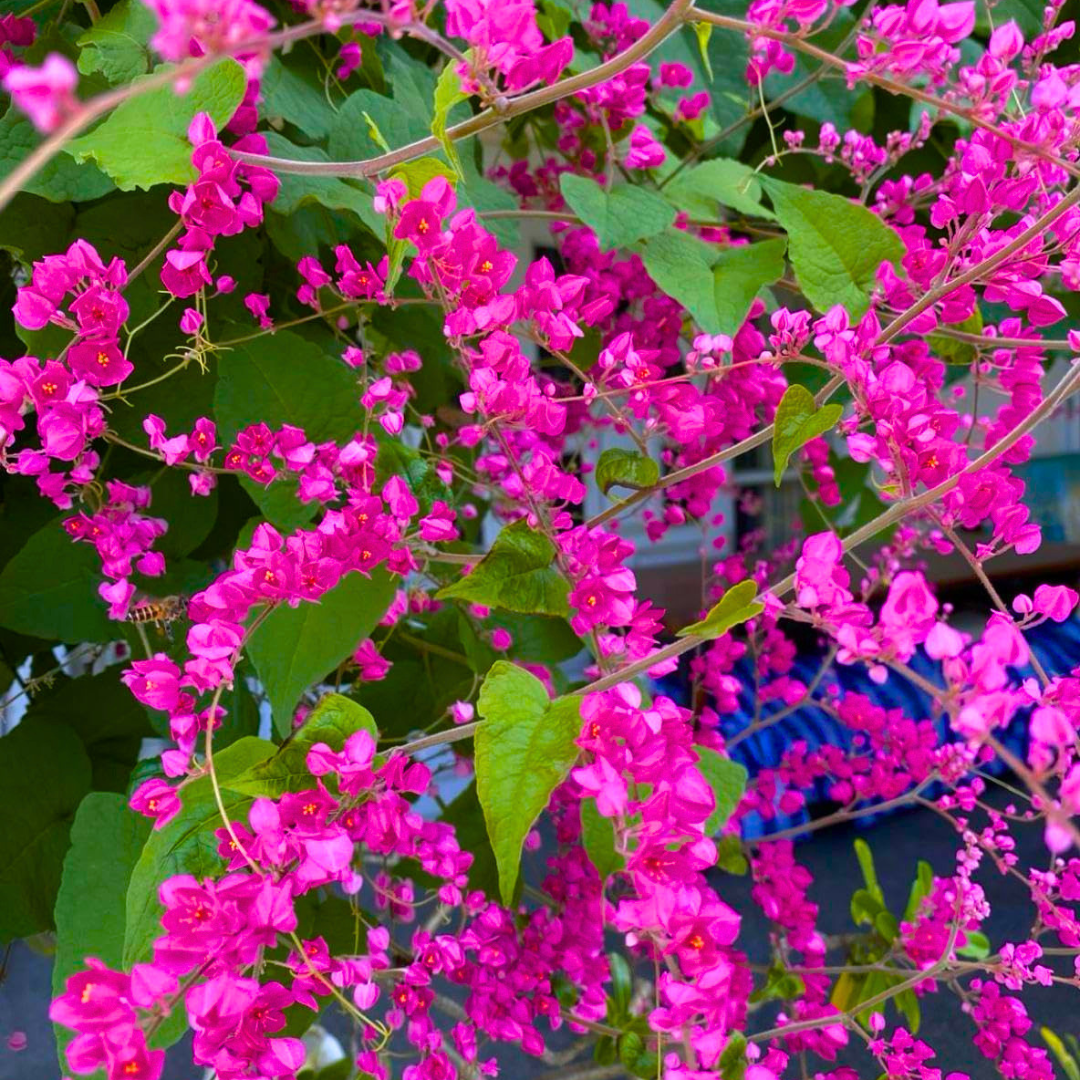 Antigonon leptopus Fast-Growing Flowering Creeper