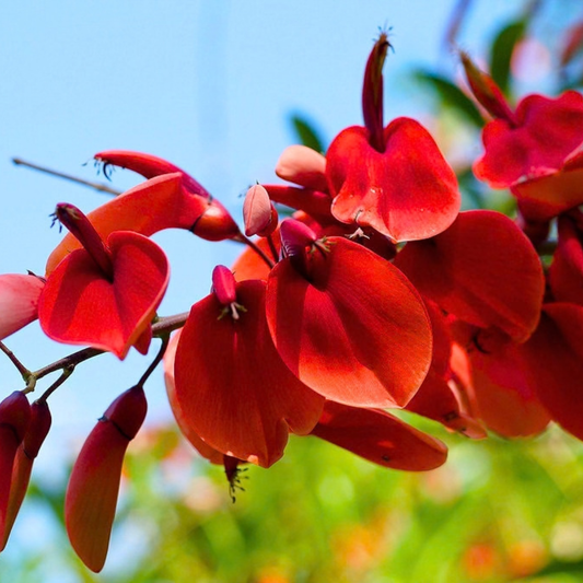 Erythrina crista-galli Live Plant