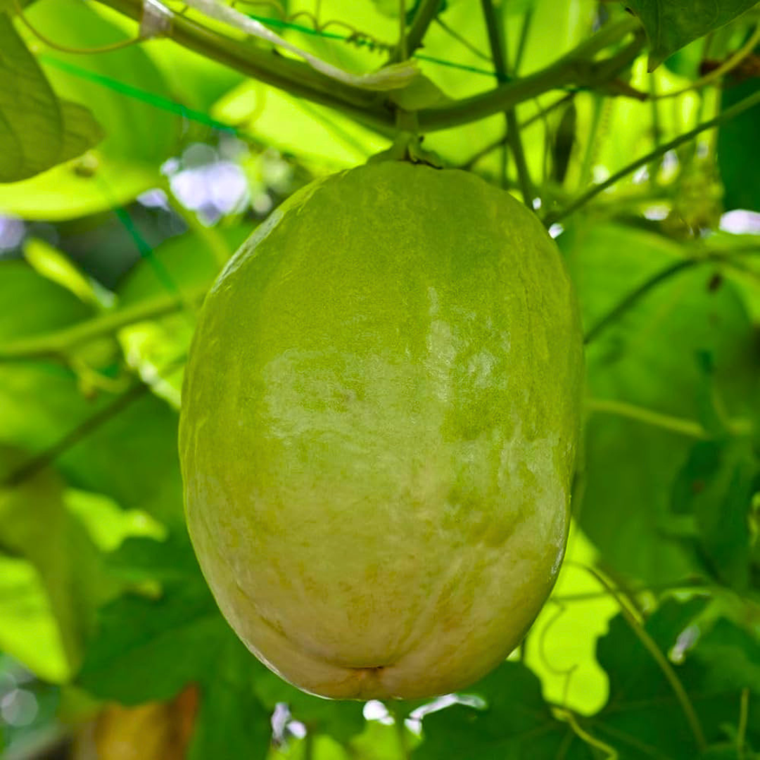 Giant Passion Fruit Flowering Live Plant – Exotic Passion Flower Climber