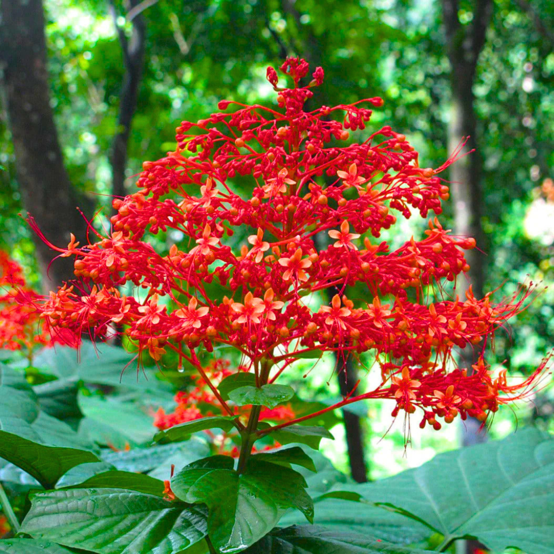 Krishnakireedam Flowering Live Plant