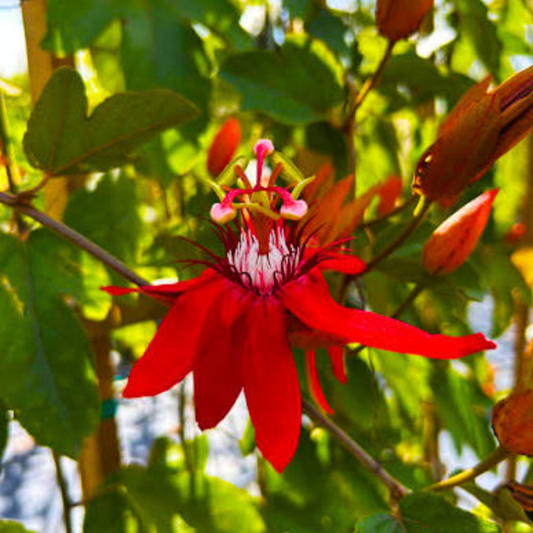 Passiflora Red Krishna Kamal (Red Passion Flower) Live Plant