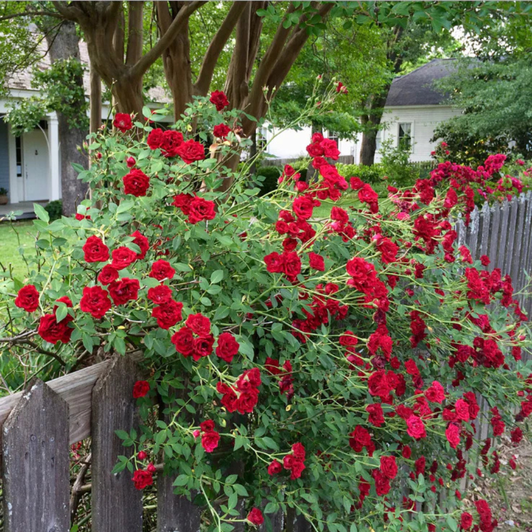 Red climbing rose fragrant flowering creeper plant