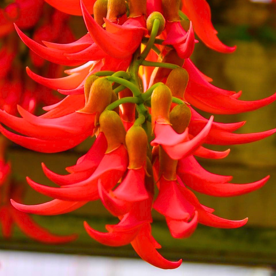 Red Jade Vine (Mucuna bennettii) Layered Live Plant