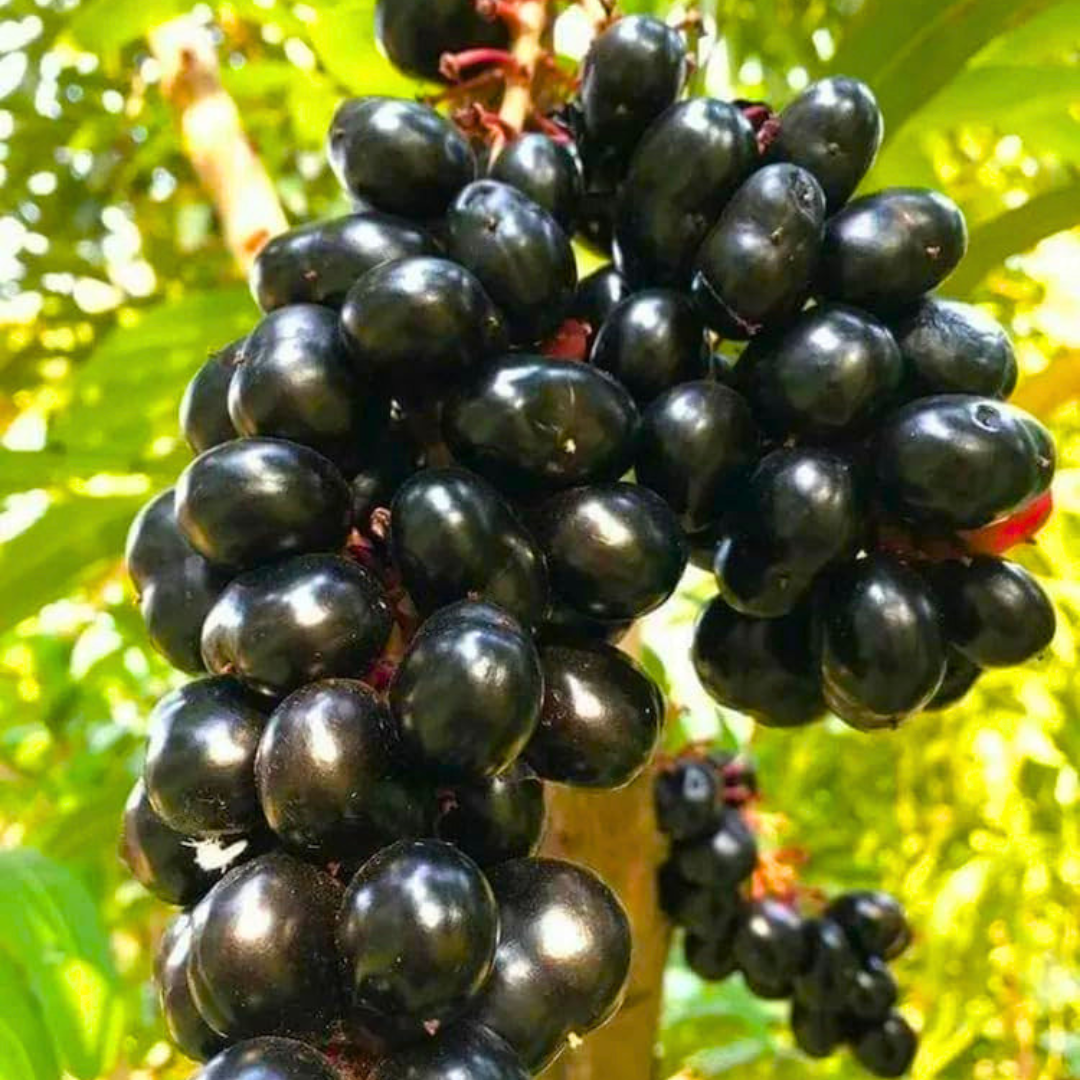Rohini Nakshatra Tree – Naval Maram (Indian Blackberry/Jamun) Live Plant
