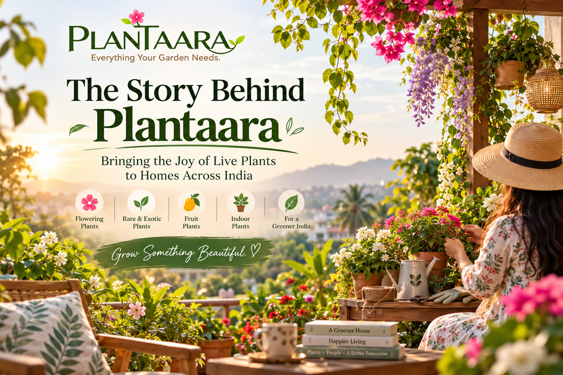 The Story Behind Plantaara