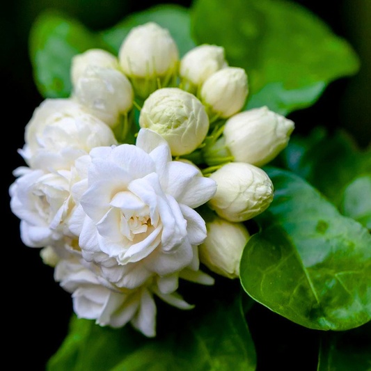 Arabian Jasmine / Gundu Malli (Jasminum sambac) Fragrant Flowering Live Plant