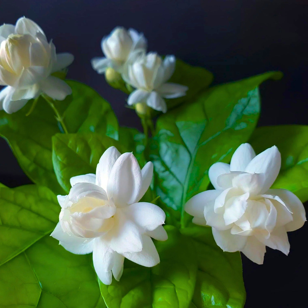 Arabian Jasmine / Gundu Malli (Jasminum sambac) Fragrant Flowering Live Plant