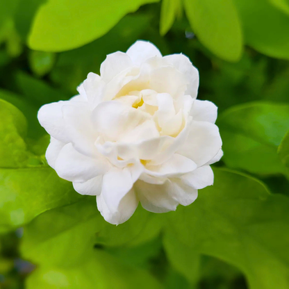 Arabian Jasmine / Gundu Malli (Jasminum sambac) Fragrant Flowering Live Plant