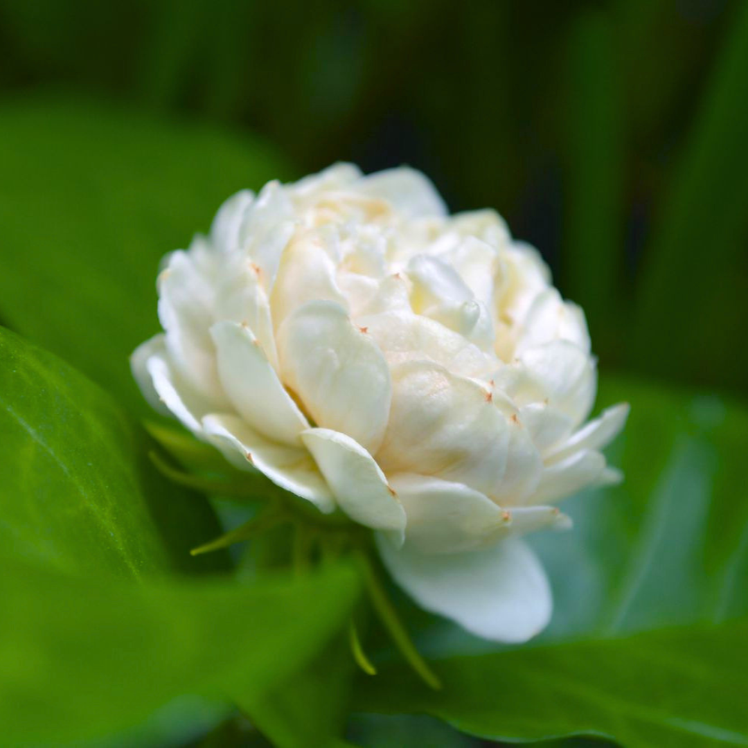 Arabian Jasmine / Gundu Malli (Jasminum sambac) Fragrant Flowering Live Plant