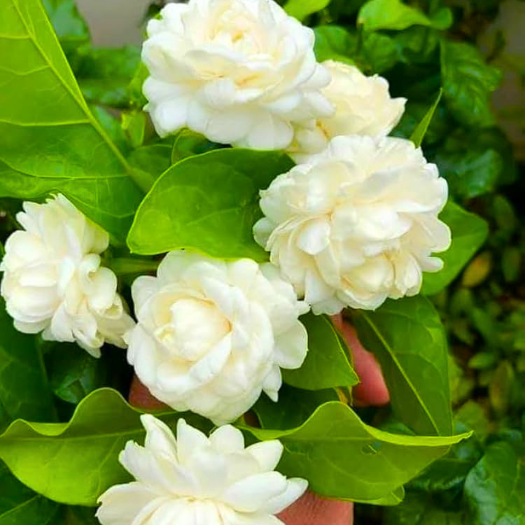 Arabian Jasmine / Gundu Malli (Jasminum sambac) Fragrant Flowering Live Plant