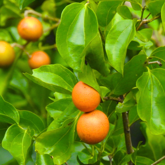 Aswini Nakshatra Tree – Etti Maram (Strychnos nux-vomica) Live Plant