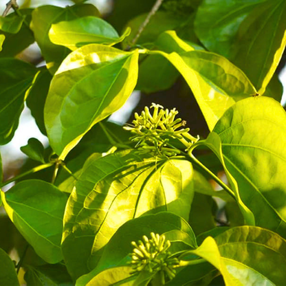 Aswini Nakshatra Tree – Etti Maram (Strychnos nux-vomica) Live Plant