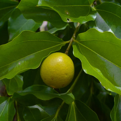 Aswini Nakshatra Tree – Etti Maram (Strychnos nux-vomica) Live Plant