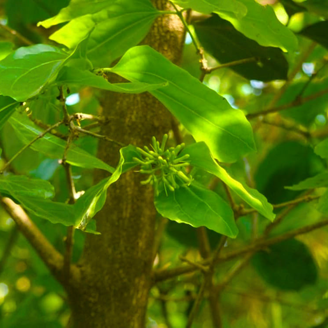 Aswini Nakshatra Tree – Etti Maram (Strychnos nux-vomica) Live Plant