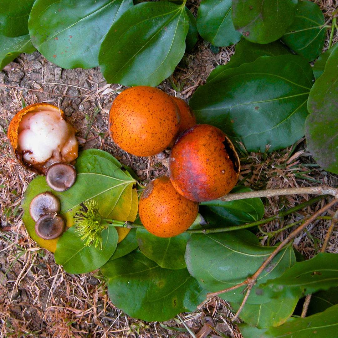 Aswini Nakshatra Tree – Etti Maram (Strychnos nux-vomica) Live Plant