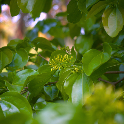 Aswini Nakshatra Tree – Etti Maram (Strychnos nux-vomica) Live Plant