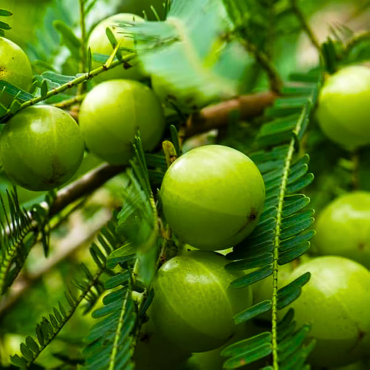 Bharani Nakshatra Tree – Nelli Maram (Indian Gooseberry/Amla) Live Plant
