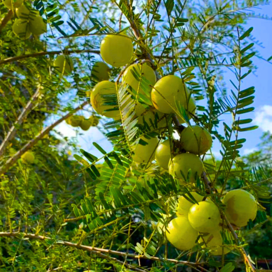 Bharani Nakshatra Tree – Nelli Maram (Indian Gooseberry/Amla) Live Plant