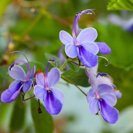 Blue Butterfly Bush (Rotheca myricoides) Live Flowering Plant