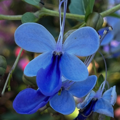 Blue Butterfly Bush (Rotheca myricoides) Live Flowering Plant