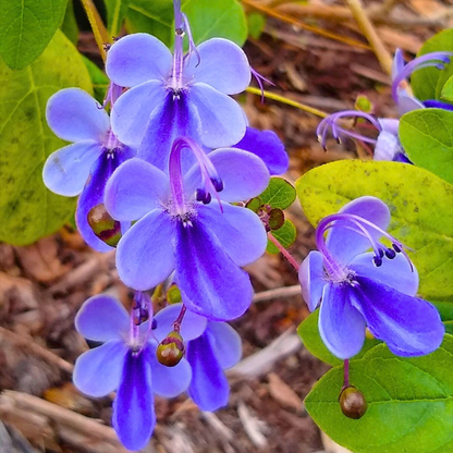 Blue Butterfly Bush (Rotheca myricoides) Live Flowering Plant