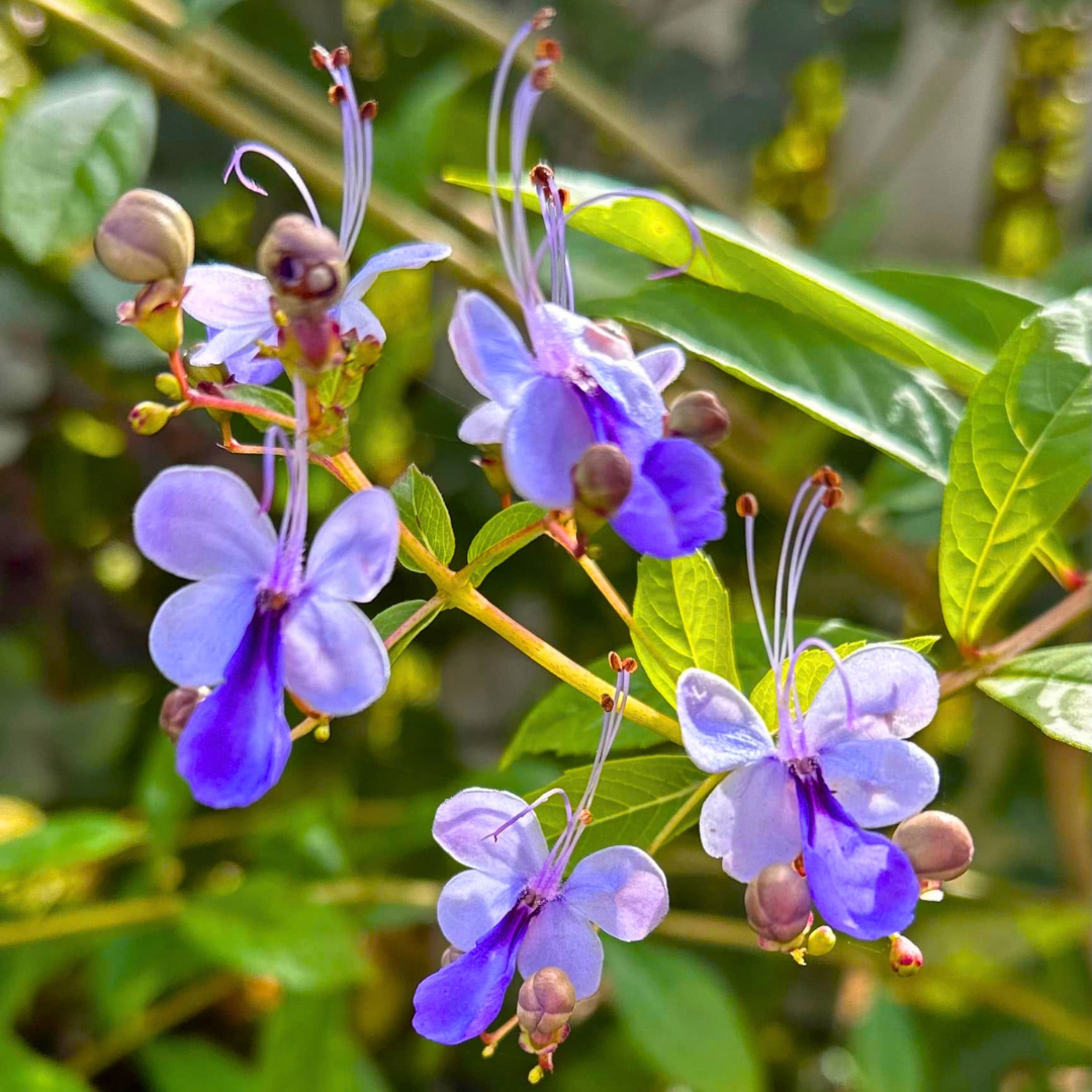 Blue Butterfly Bush (Rotheca myricoides) Live Flowering Plant