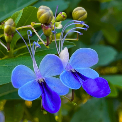 Blue Butterfly Bush (Rotheca myricoides) Live Flowering Plant