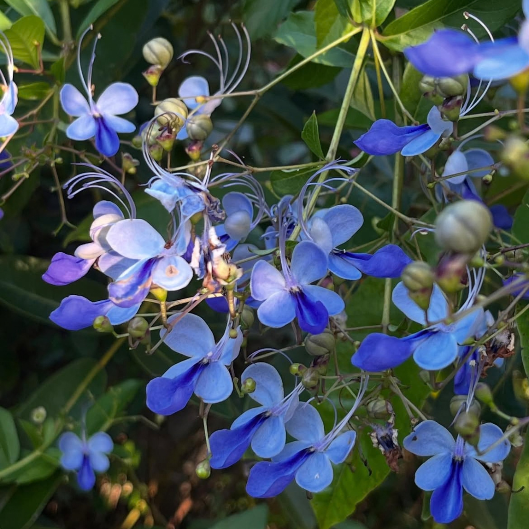 Blue Butterfly Bush (Rotheca myricoides) Live Flowering Plant