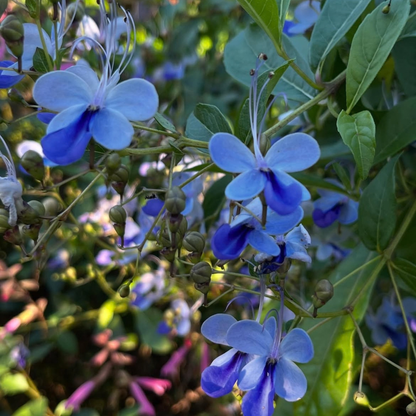 Blue Butterfly Bush (Rotheca myricoides) Live Flowering Plant