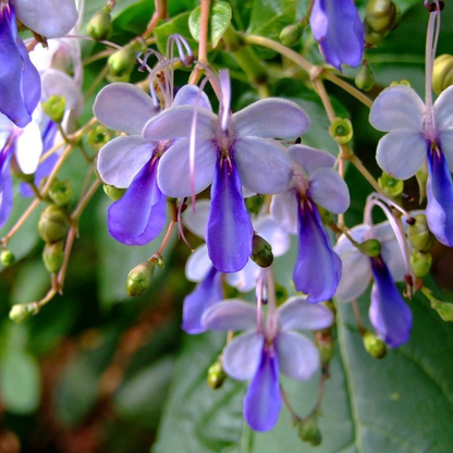 Blue Butterfly Bush (Rotheca myricoides) Live Flowering Plant