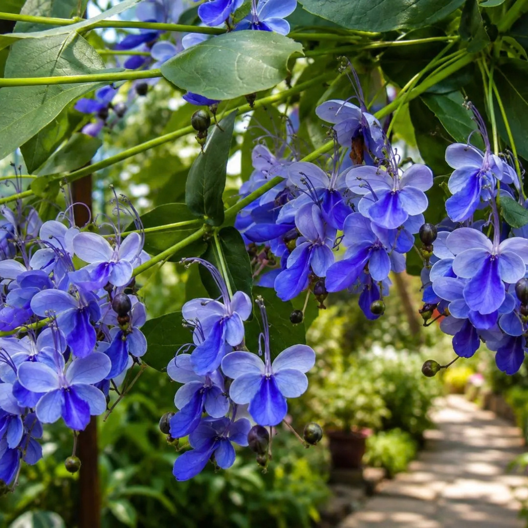 Blue Butterfly Bush (Rotheca myricoides) Live Flowering Plant