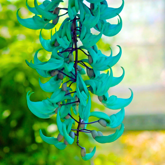 Blue Jade Vine (Strongylodon macrobotrys) Live Plant