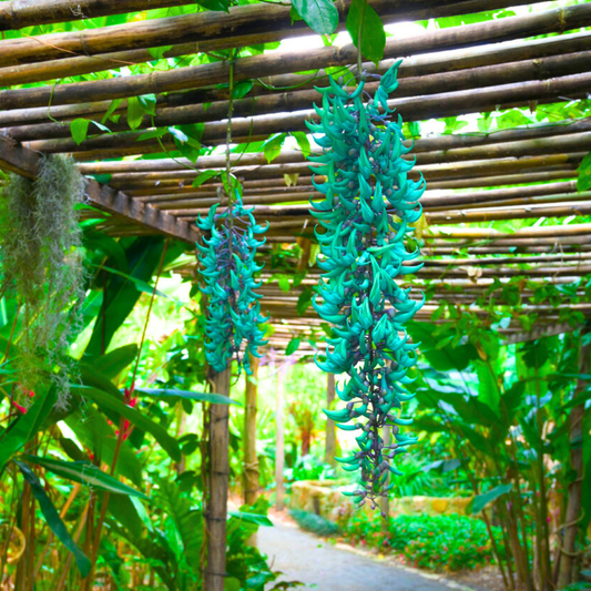 Blue Jade Vine (Strongylodon macrobotrys) Live Plant