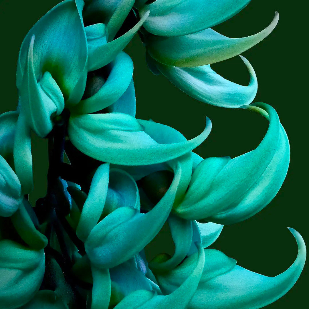 Blue Jade Vine (Strongylodon macrobotrys) Live Plant