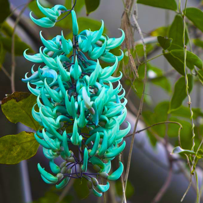 Blue Jade Vine (Strongylodon macrobotrys) Live Plant