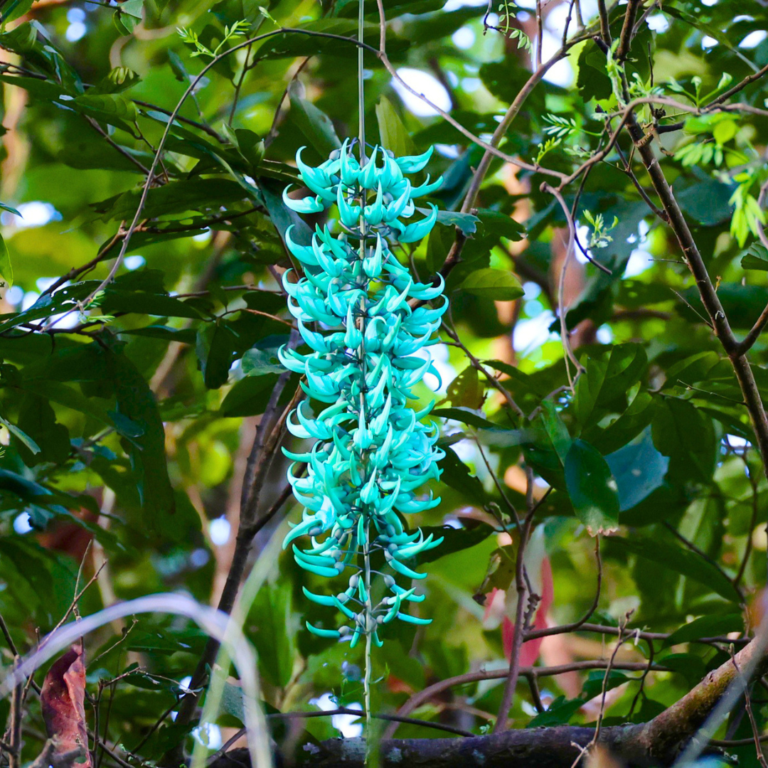 Blue Jade Vine (Strongylodon macrobotrys) Live Plant