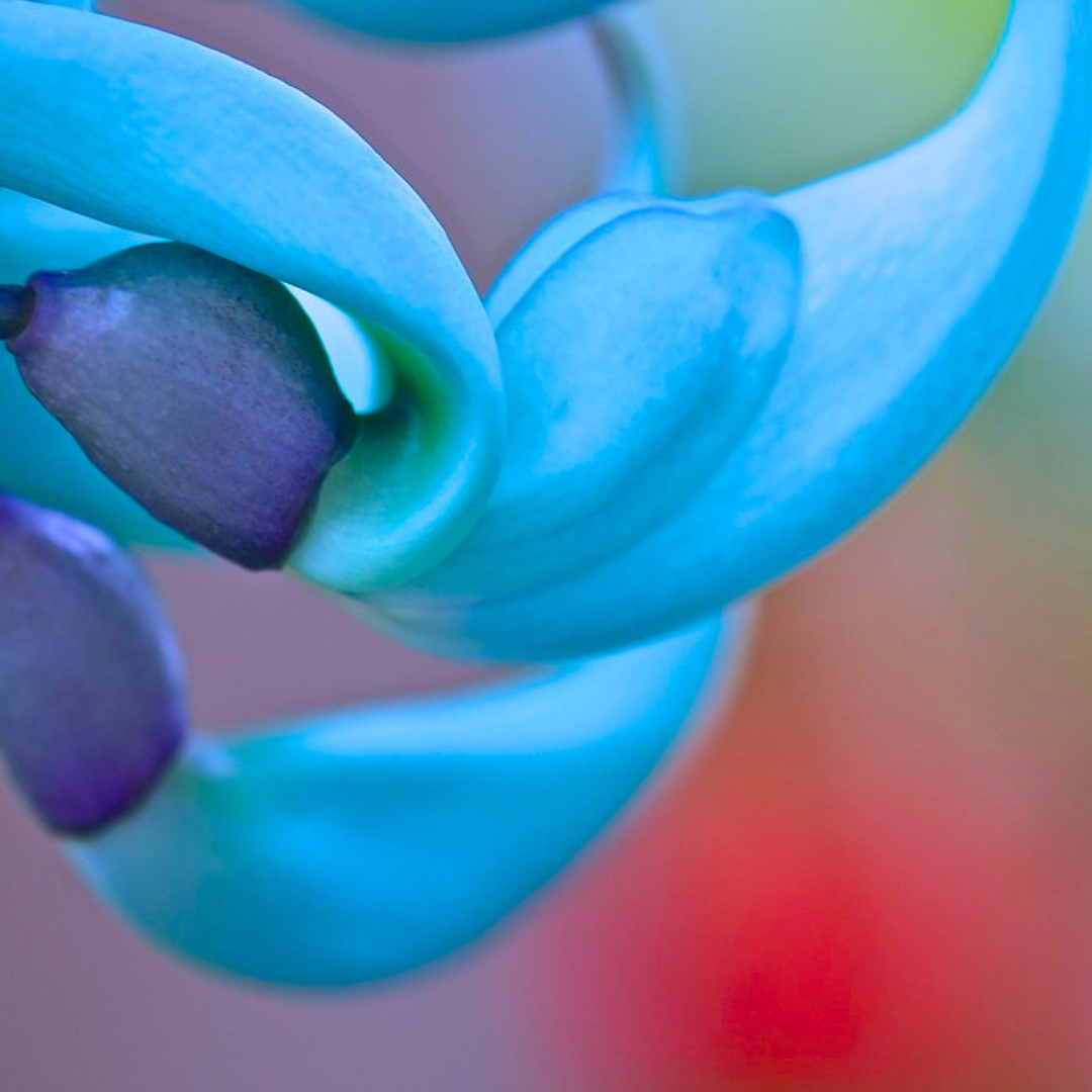 Blue Jade Vine (Strongylodon macrobotrys) Live Plant
