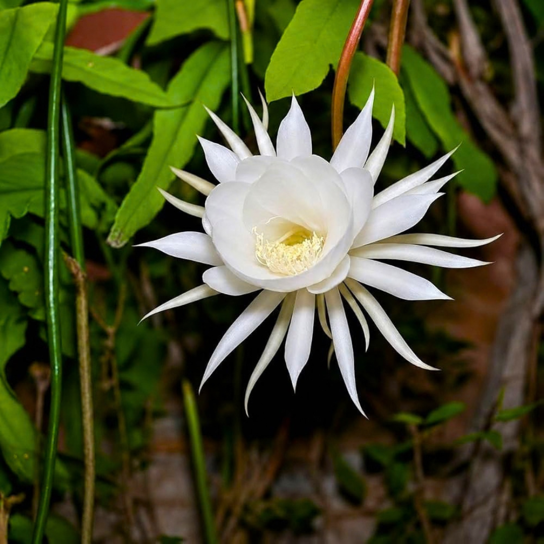Brahma Kamal – White (Epiphyllum oxypetalum) Flowering Live Plant