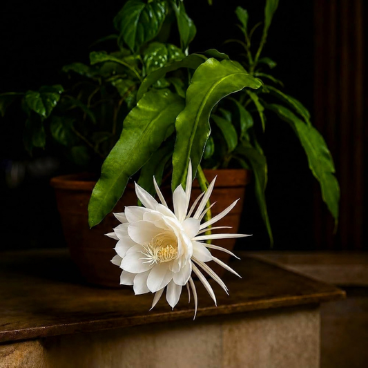 Brahma Kamal – White (Epiphyllum oxypetalum) Flowering Live Plant