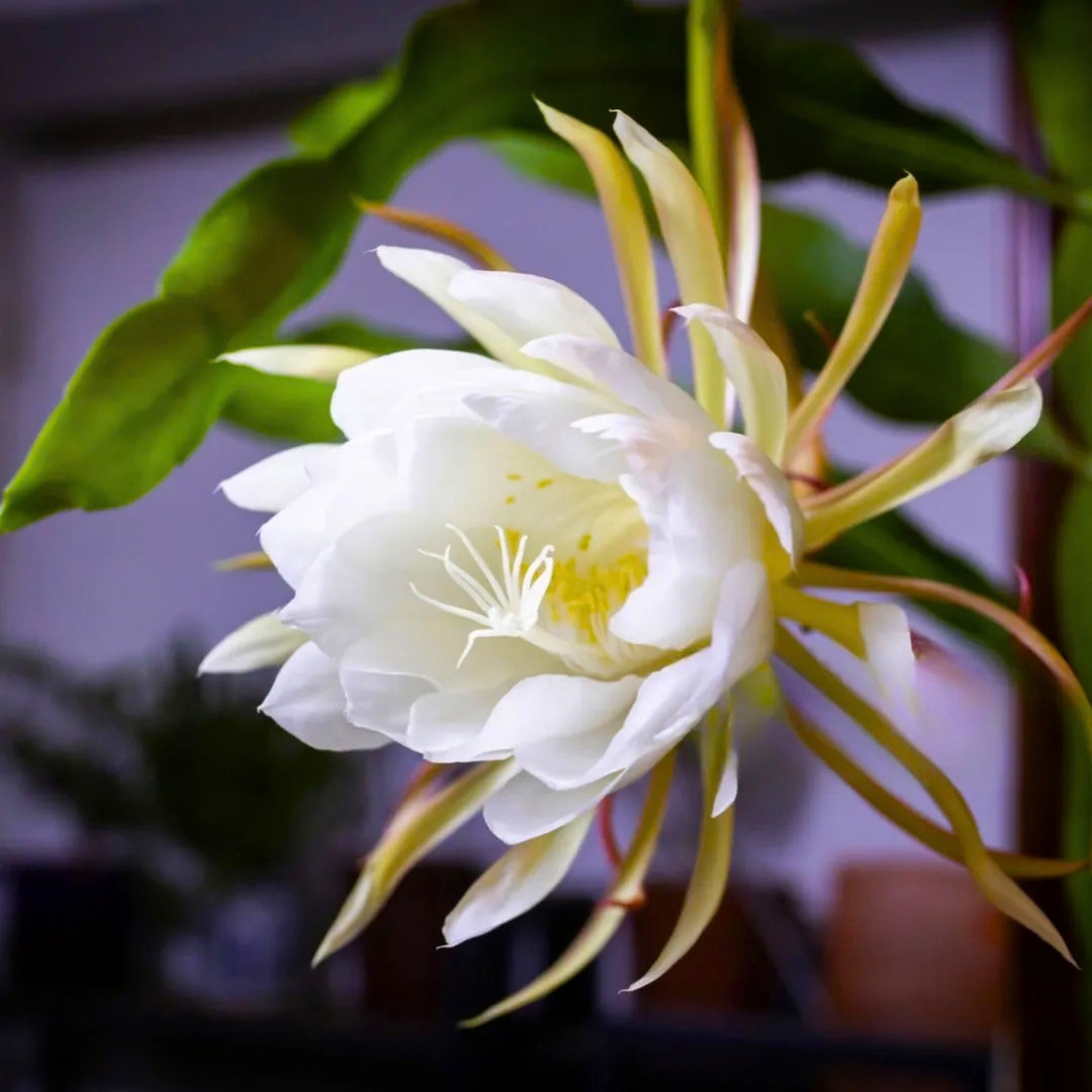 Brahma Kamal – White (Epiphyllum oxypetalum) Flowering Live Plant