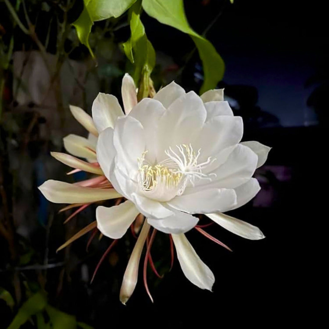 Brahma Kamal – White (Epiphyllum oxypetalum) Flowering Live Plant