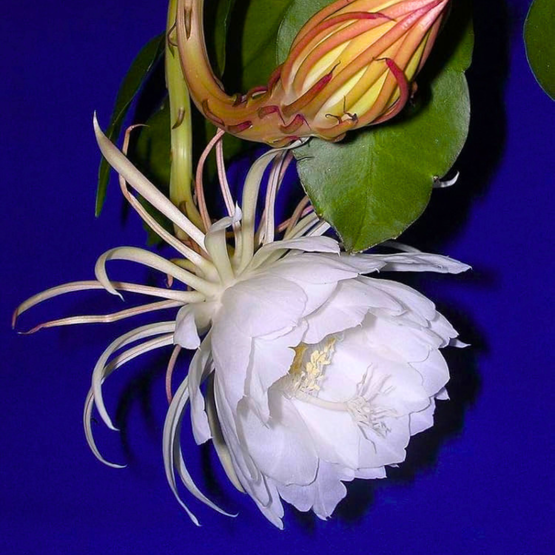 Brahma Kamal – White (Epiphyllum oxypetalum) Flowering Live Plant