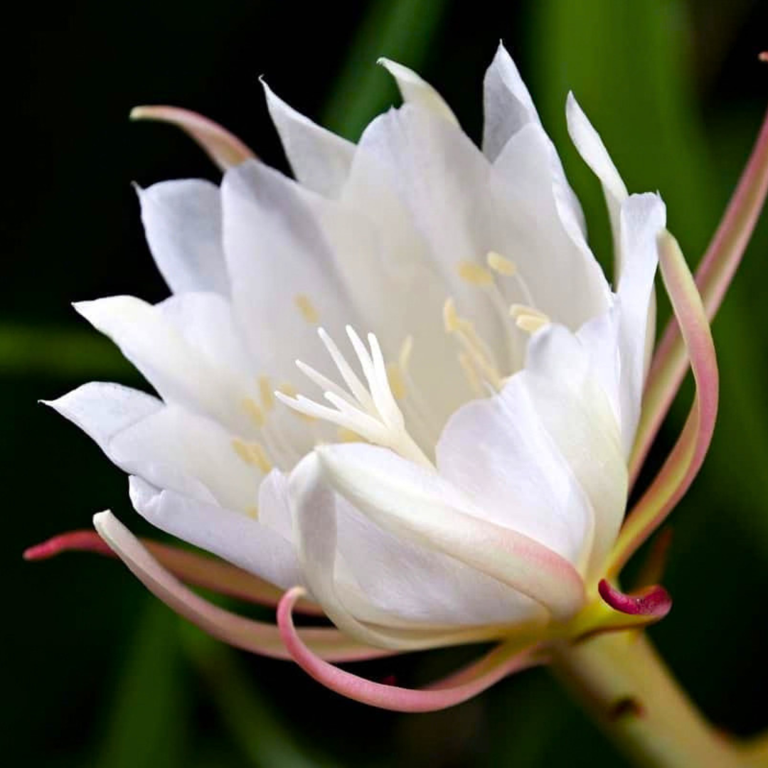 Brahma Kamal – White (Epiphyllum oxypetalum) Flowering Live Plant