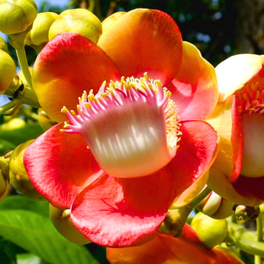 Cannonball Tree