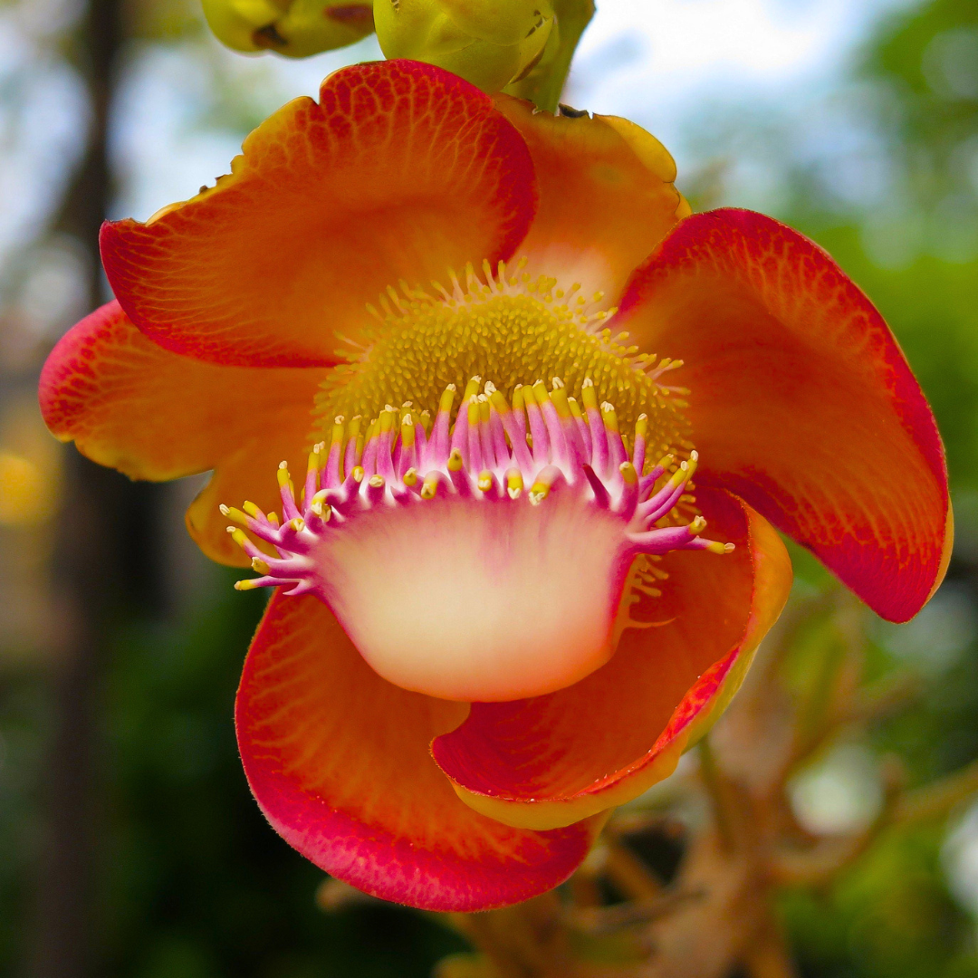 Couroupita guianensis Plant